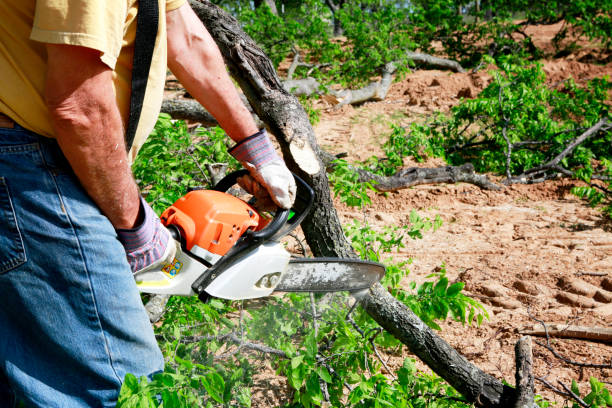 Best Emergency Tree Service  in West Frankfort, IL